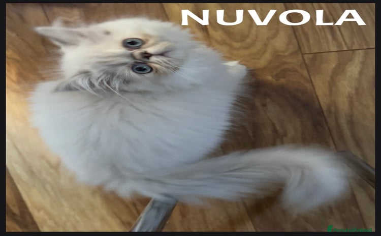Persiano gatti a Provincia di Verona - Annuncio 16