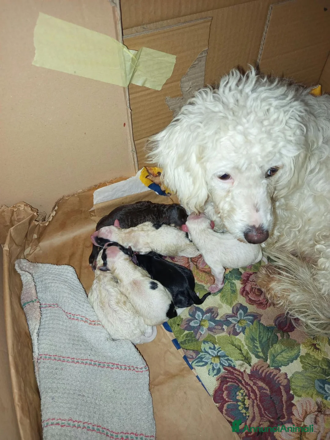 Meticcio cani in vendita: Cuccioli meticci taglia piccola 8/10 kg - Annuncio 5