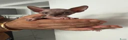 Sphynx gatti in vendita: Bellissimi cuccioli di canadian sphynx - Annuncio 2