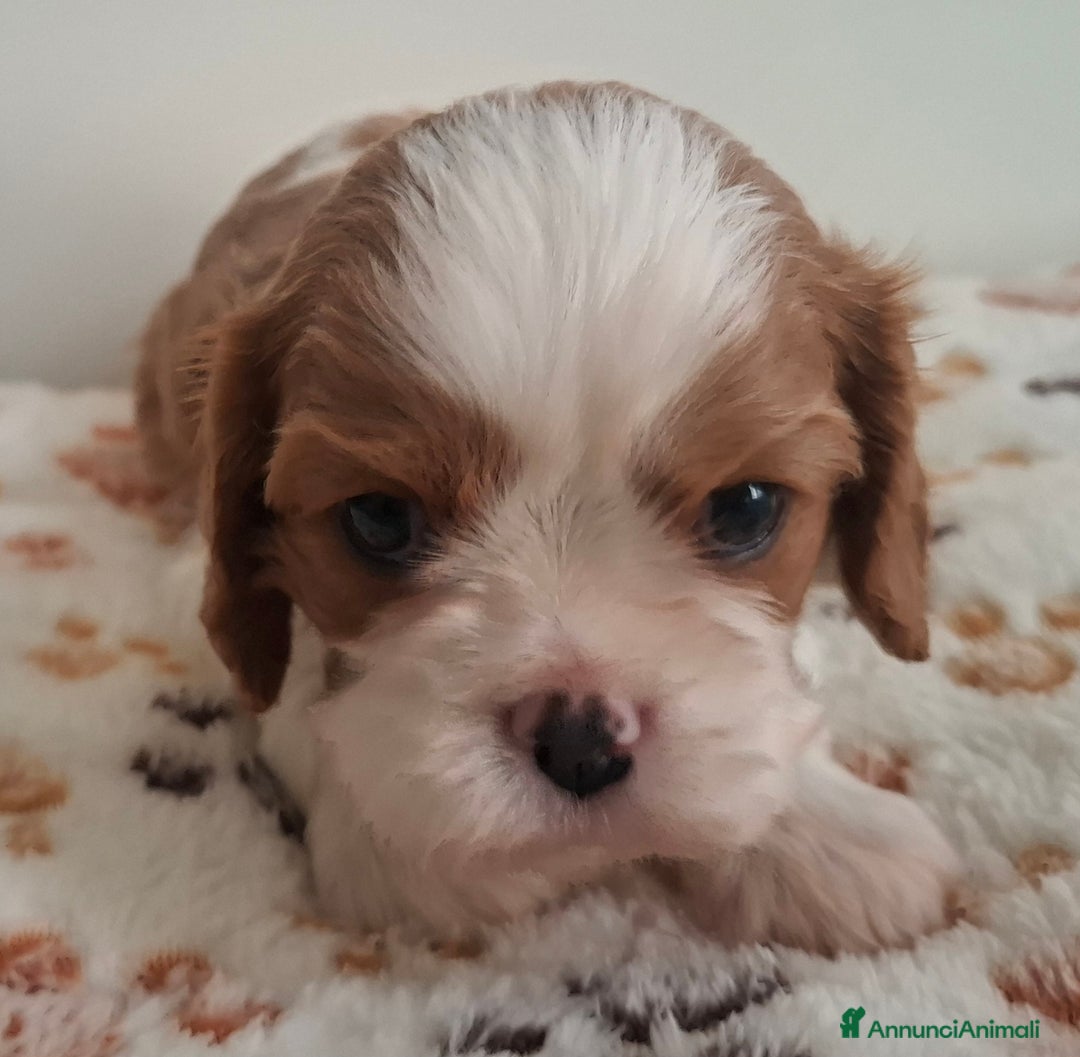 Cavalier King cani in vendita: Cucciole di Cavalier king blenheim con pedigree - Annuncio 5