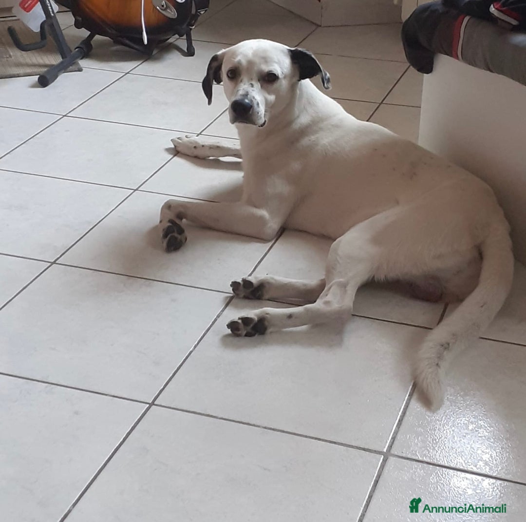 Dalmata cani in regalo: Atlas splendido simil dalmata  - Annuncio 4