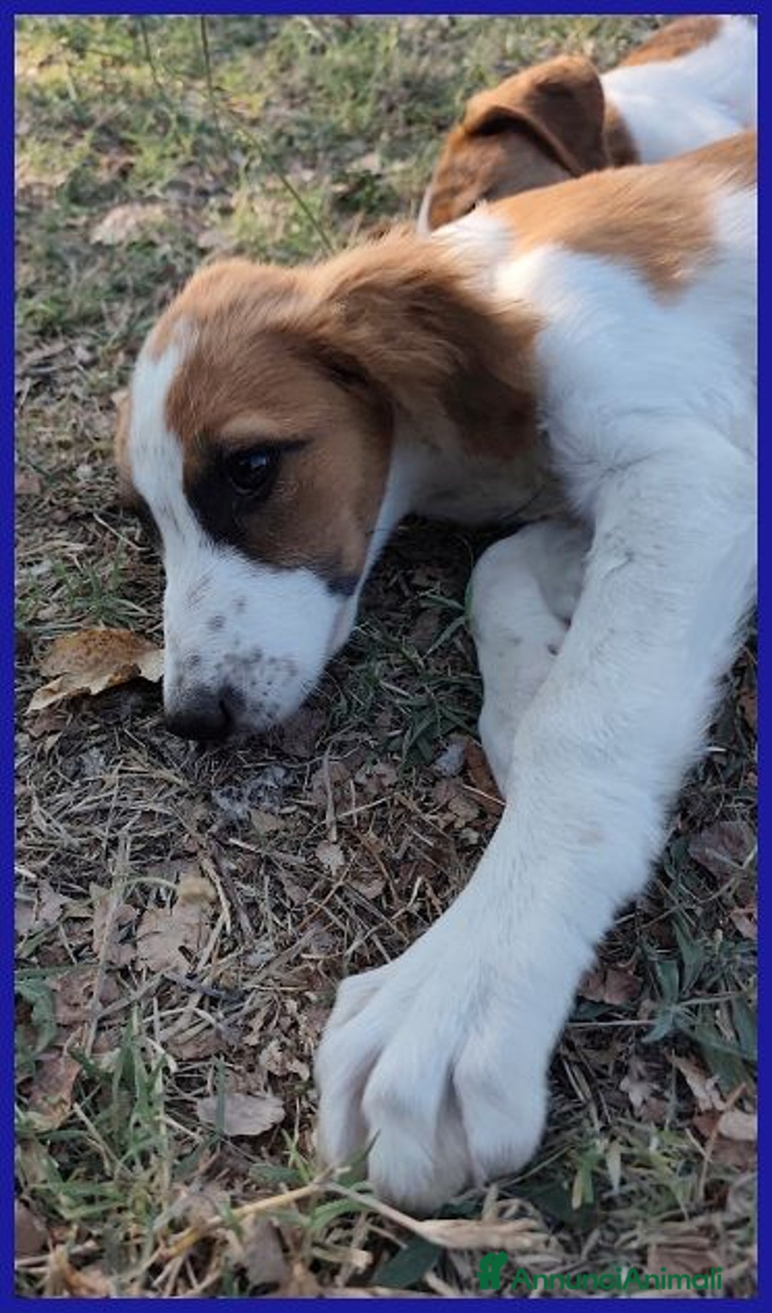 Meticcio cani in regalo: KELLY abbandonata con la sorellina - Annuncio 4