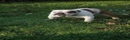 Bulldog cani in vendita: Cuccioli Bulldog Inglese - Annuncio 5