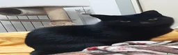 Meticcio gatti in regalo: GATTO NERO  a Provincia di Crotone - Annuncio 3