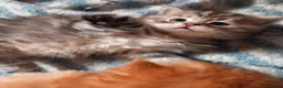 Siberiano gatti in vendita: Gattini siberiani  - Annuncio 1