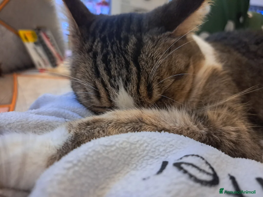 Altre razze gatti in regalo: Tanti gattini desiderosi di essere salvati a Provincia di Bergamo - Annuncio 2