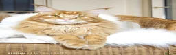 Maine Coon gatti in vendita: Maine Coon Femmina black tortie  - Annuncio 2