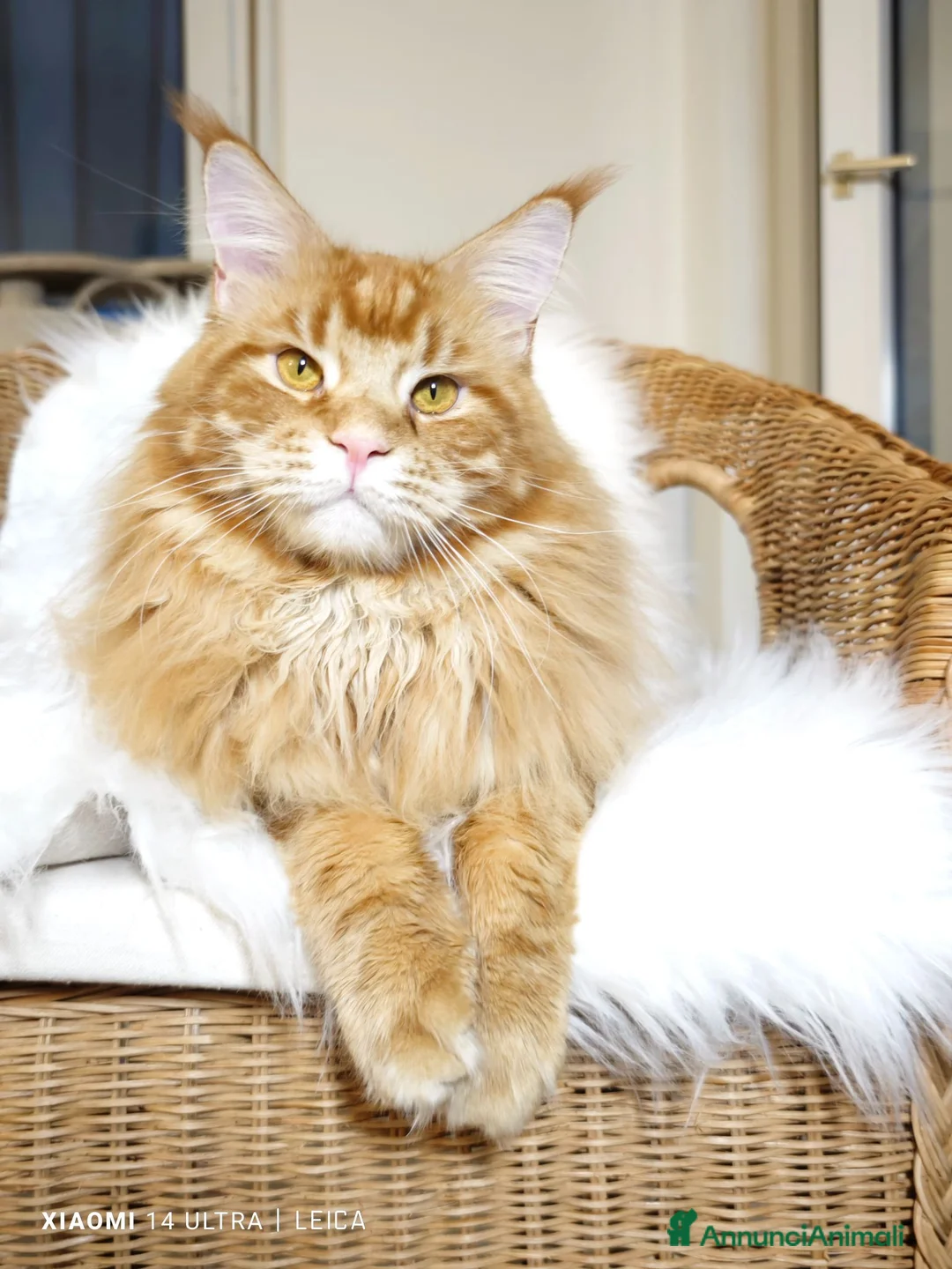 Maine Coon gatti in vendita: Maine Coon Femmina black tortie  - Annuncio 2
