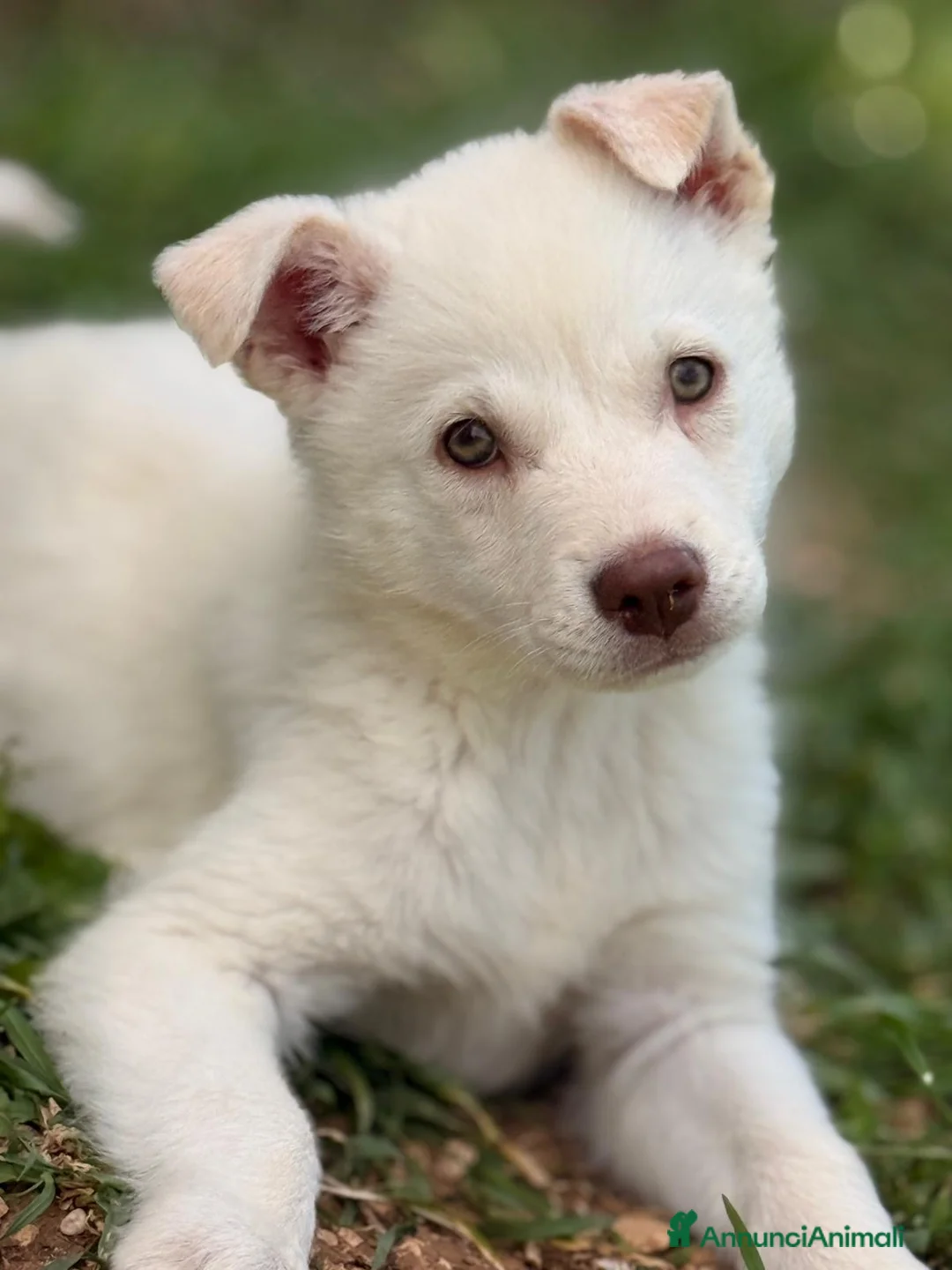 Meticcio cani in regalo: Falena cerca casa - Annuncio 1