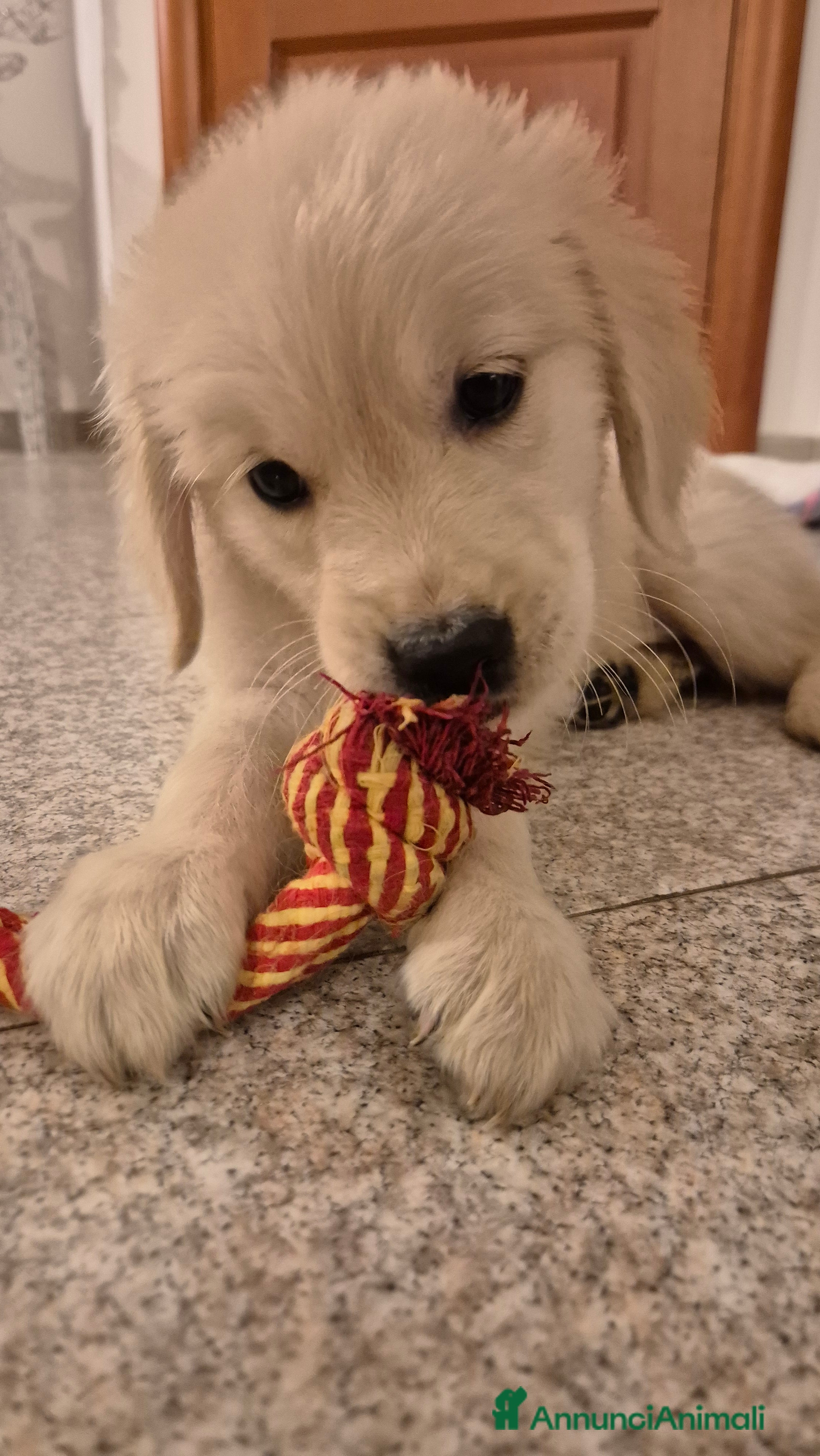 Golden Retriever cani Cucciole di Golden Retriever - Annuncio 1