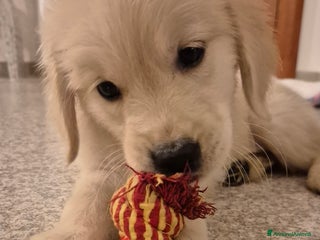Golden Retriever cani Cucciole di Golden Retriever - Annuncio 7