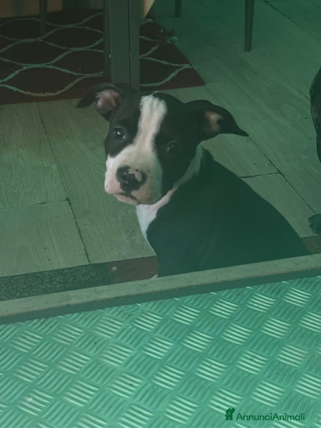 American Staffordshire cani in vendita: splendido cucciolo di amstaff - Annuncio 6