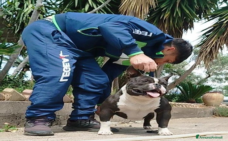 American Bully cani a Libero consorzio comunale di Agrigento - Annuncio 3