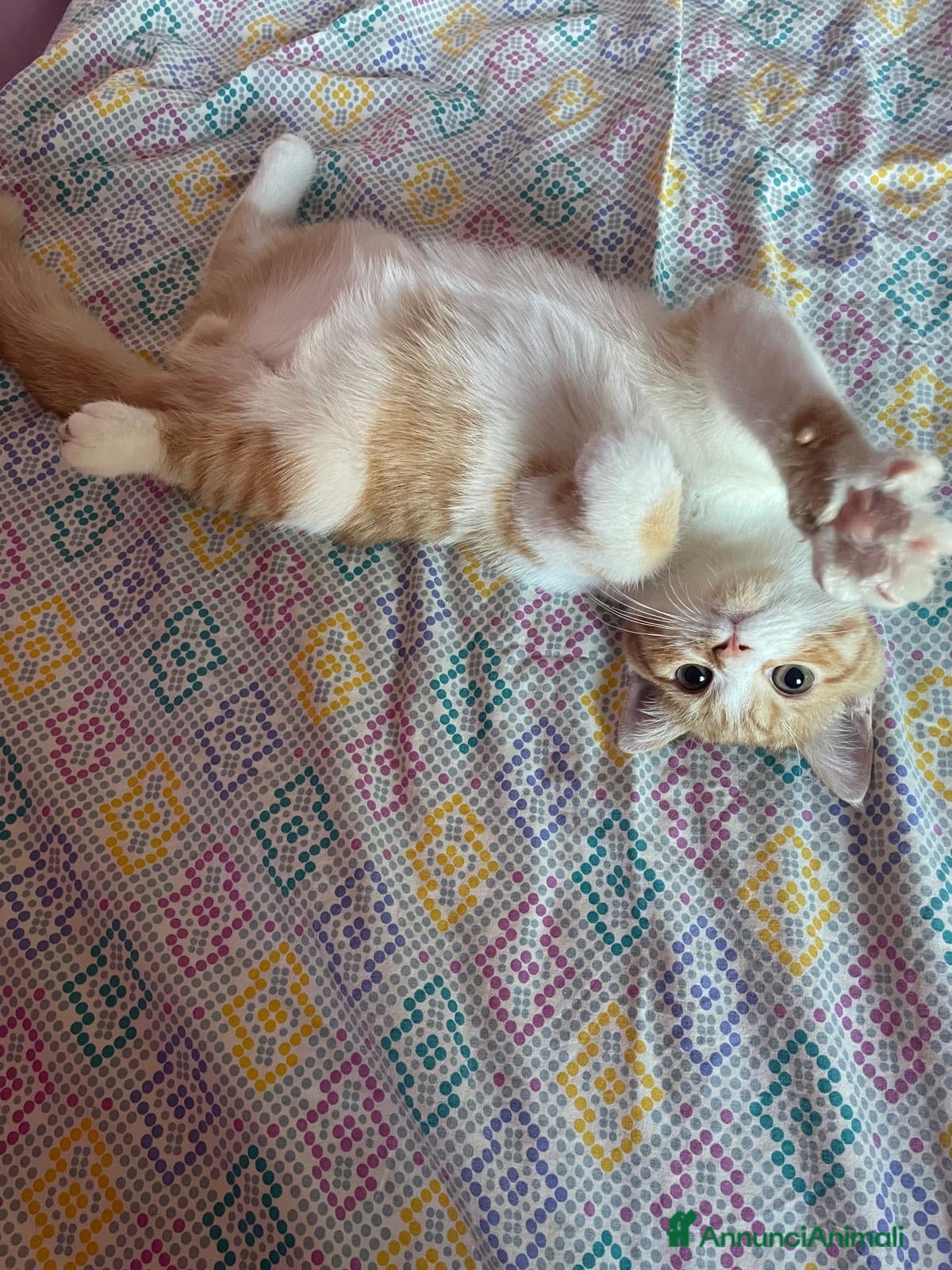 Scottish gatti ultimo cucciolo maschio scottish straight  - Annuncio 30