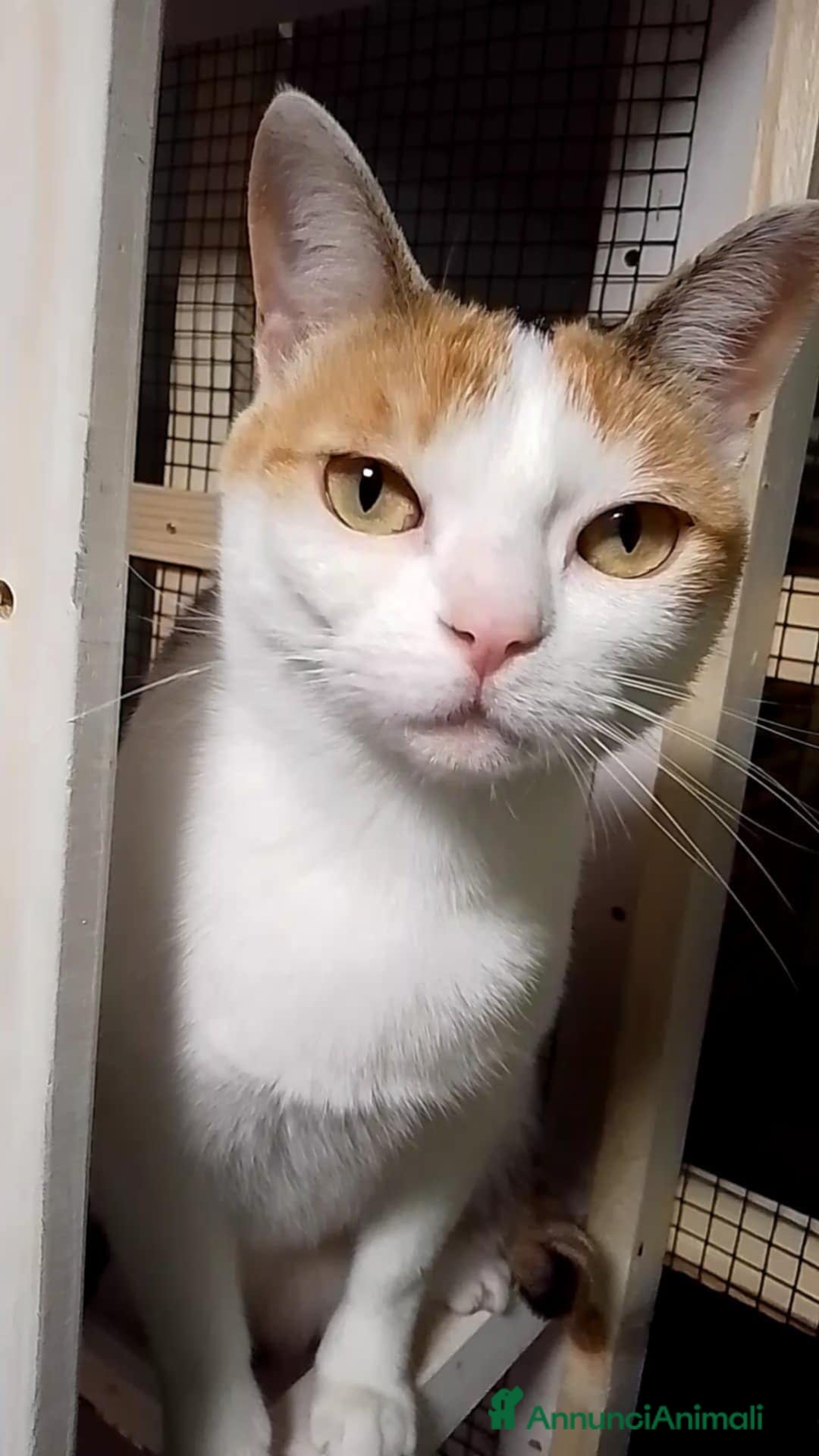 Europeo gatti in regalo: TRILLY , dolcissima micia in adozione! - Annuncio 2