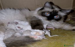 Ragdoll gatti in vendita: Cucciola Ragdoll - Immagine 5