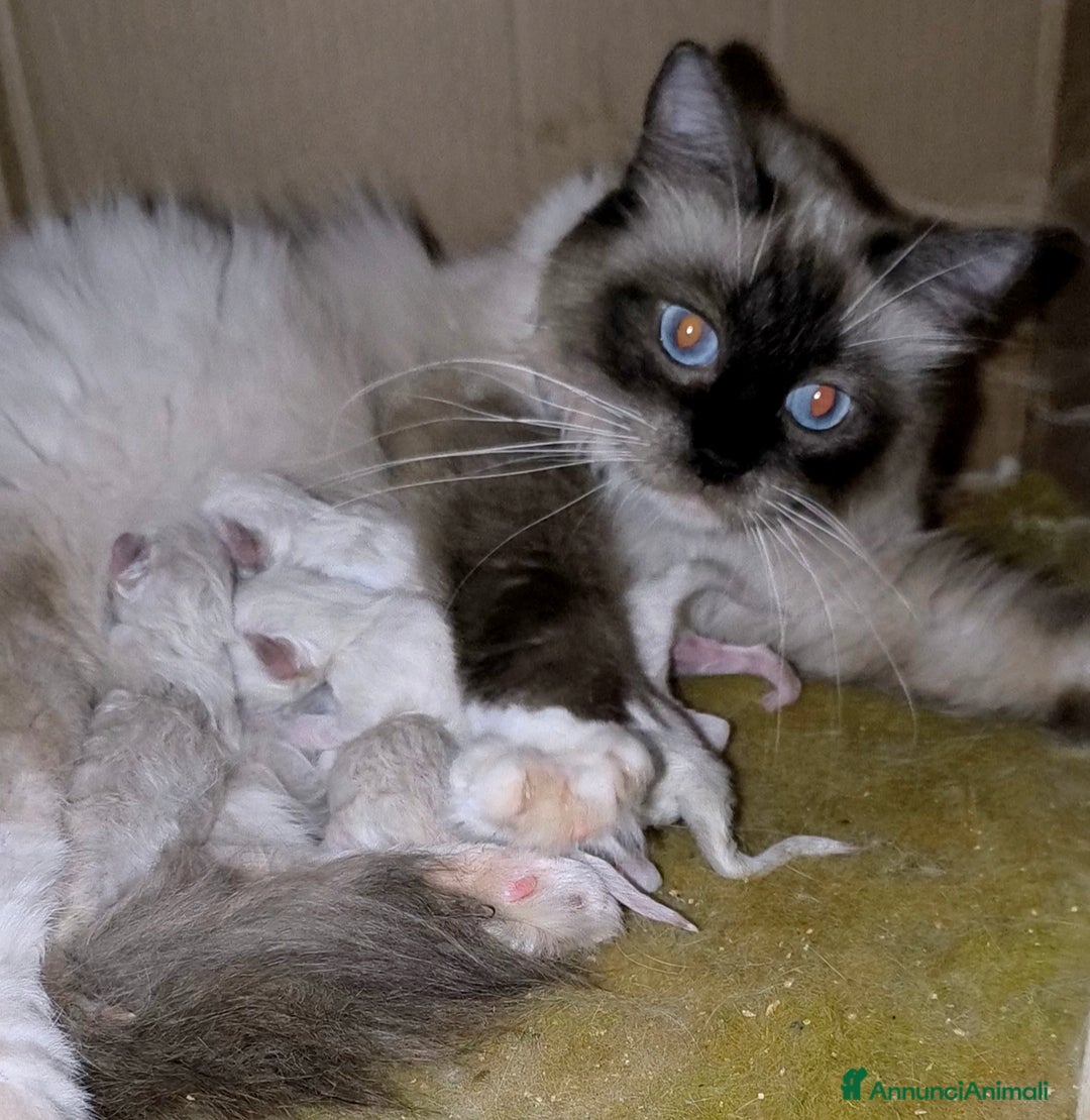 Ragdoll gatti in vendita: Cucciola Ragdoll - Immagine 5