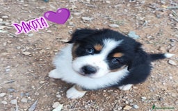 Australian Shepherd cani in vendita: Disponibili cuccioli australian shepherd a Provincia di Savona - Immagine 2