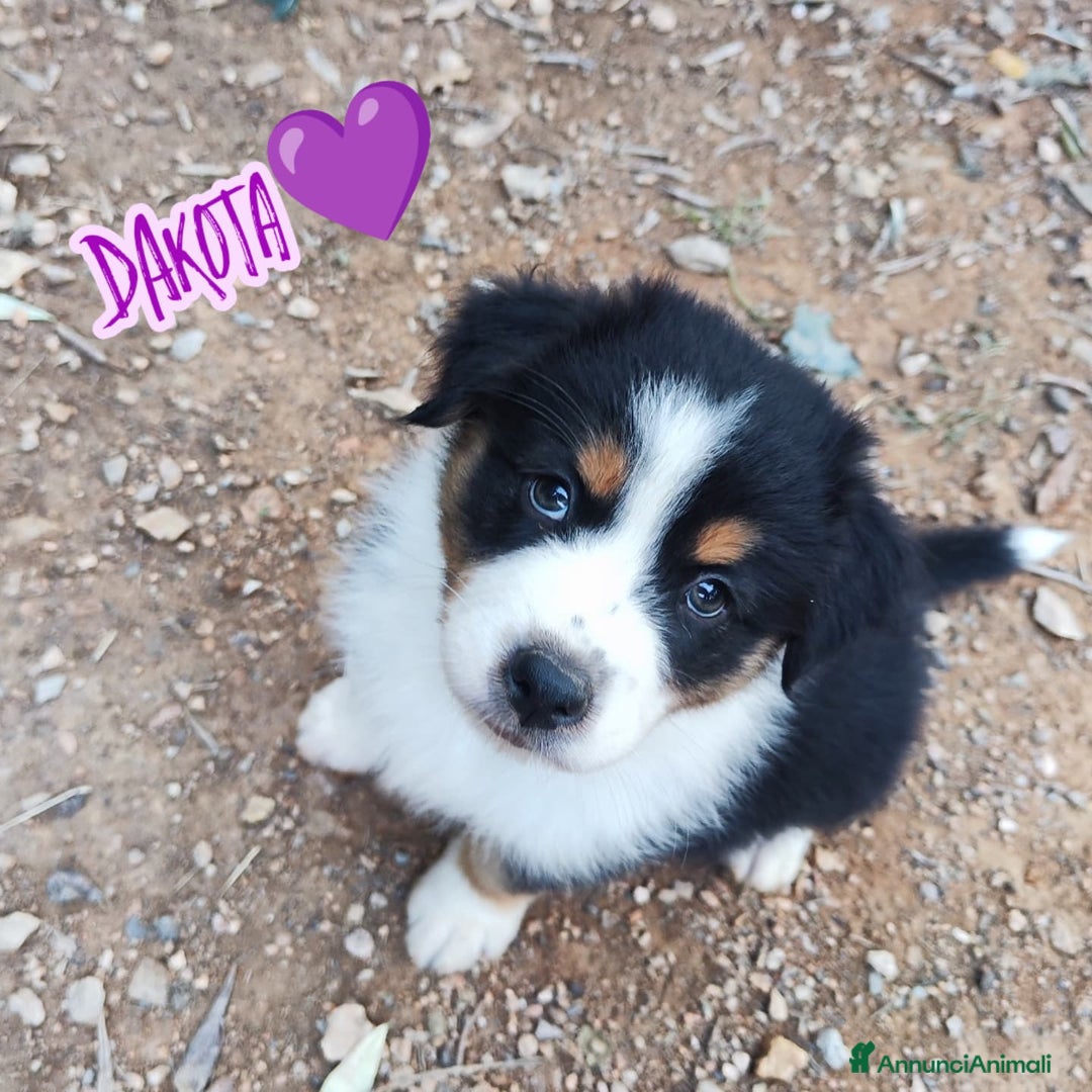 Australian Shepherd cani in vendita: Disponibili cuccioli australian shepherd a Provincia di Savona - Immagine 2