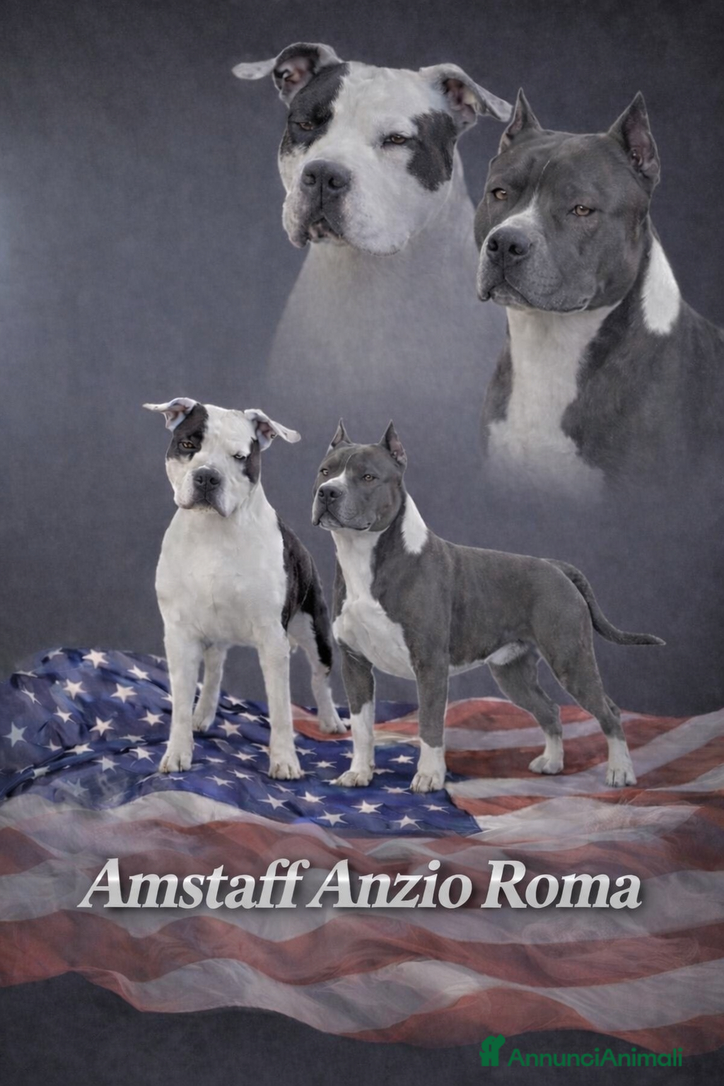 American Staffordshire cani Amstaff cuccioli blu - Annuncio 1