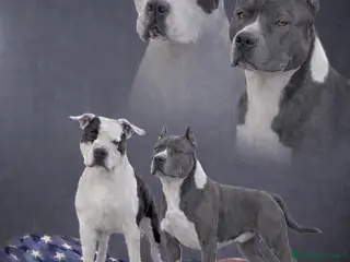 American Staffordshire cani in vendita: Amstaff cuccioli blu - Annuncio 3