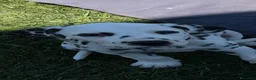 Dalmata cani in vendita: Dalmata a Provincia di Forlì-Cesena - Annuncio 3