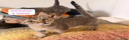 Altre razze gatti in regalo: Gattini destinati alla colonia a Provincia di Ferrara - Annuncio 9