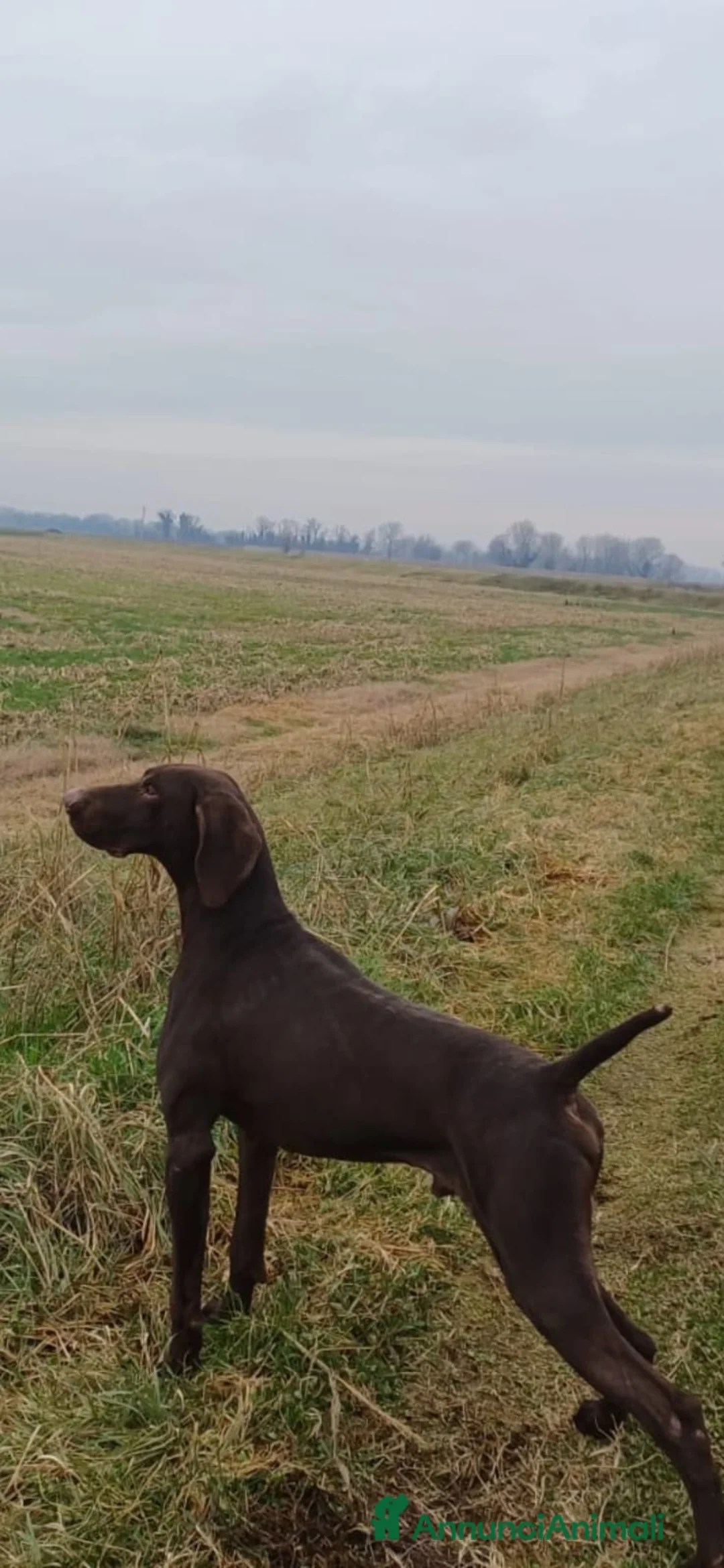 Kurzhaar cani in vendita: Cucciolata alta genealogia Kurzhaar  - Annuncio 9