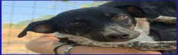 Meticcio cani in regalo: INCOLLA TENERA CUCCIOLOTTA CERCA UNA MAMMINA TUTTA - Annuncio 9