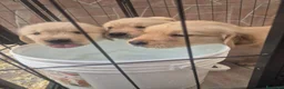 Golden Retriever cani in vendita: Cuccioli di golden retriver  a Città Metropolitana di Napoli - Annuncio 3