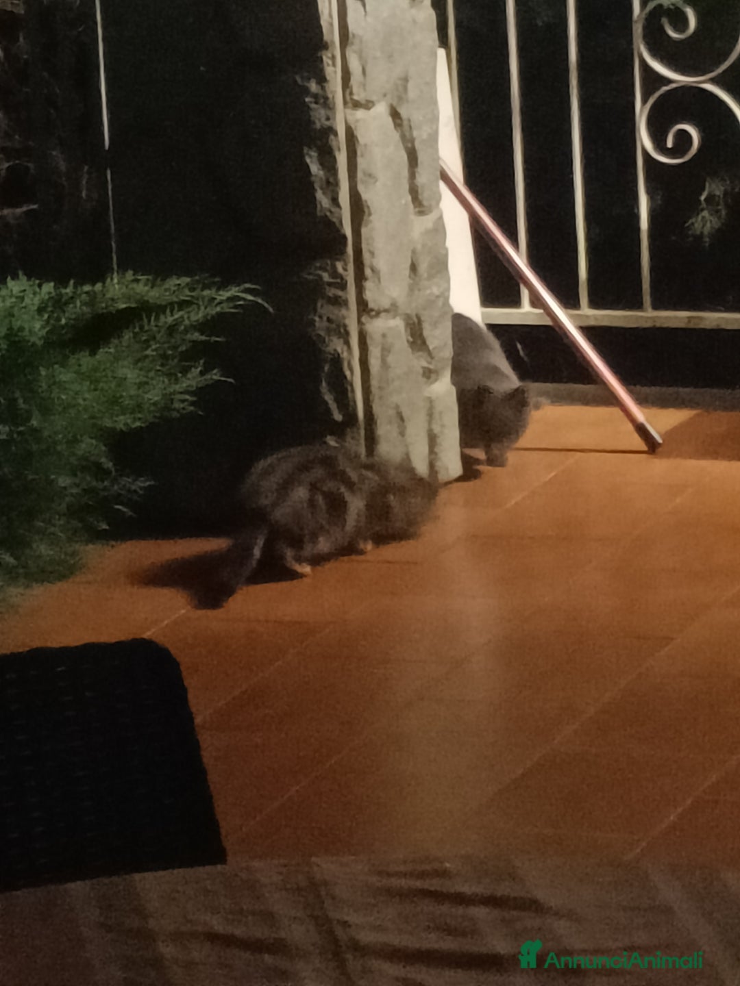 Altre razze gatti in regalo: Adozione gatti piccoli randagi - Annuncio 4