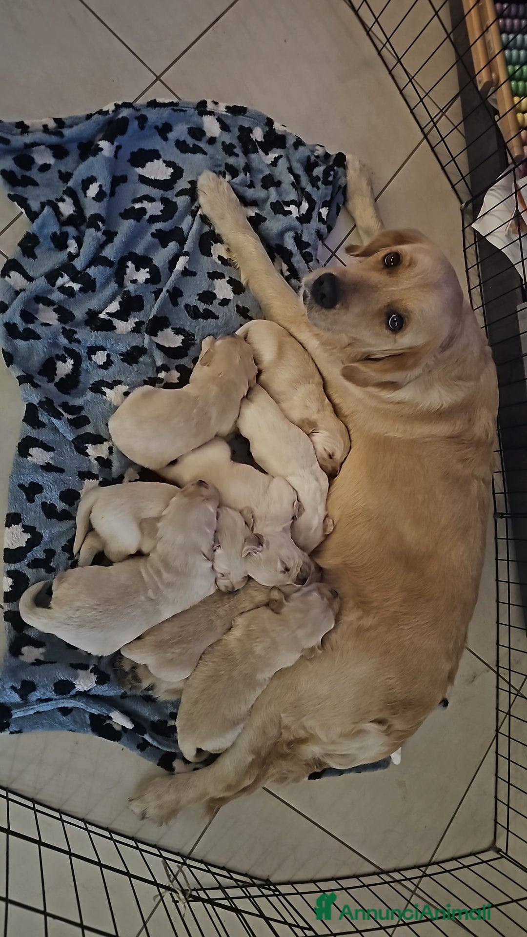 Golden Retriever cani in vendita: Cucciole Golden Retriever  - Annuncio 9