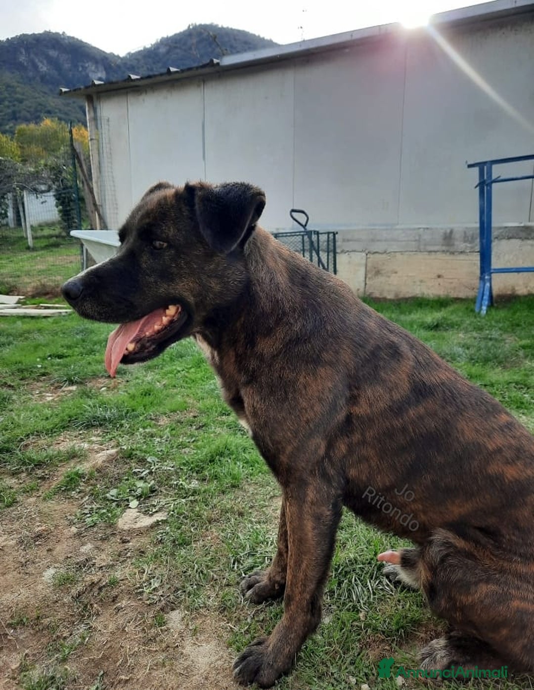 Cane Corso cani in regalo: URGENTETESEO INCROCIO CORSO LA SUA UMANA È MORTA  - Annuncio 2
