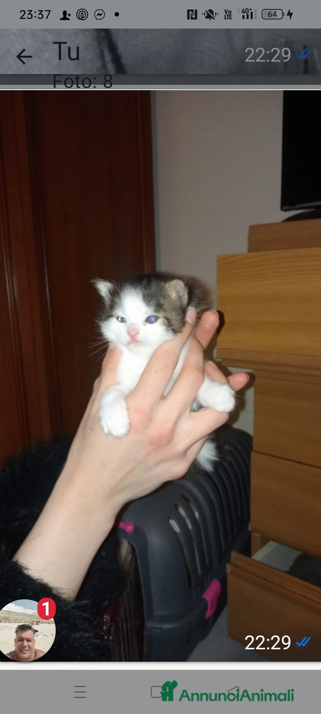 Altre razze gatti in vendita: Gattini calico van - Annuncio 2