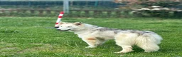 Husky cani in regalo: Donut, una dolcezza di Husky - Annuncio 10