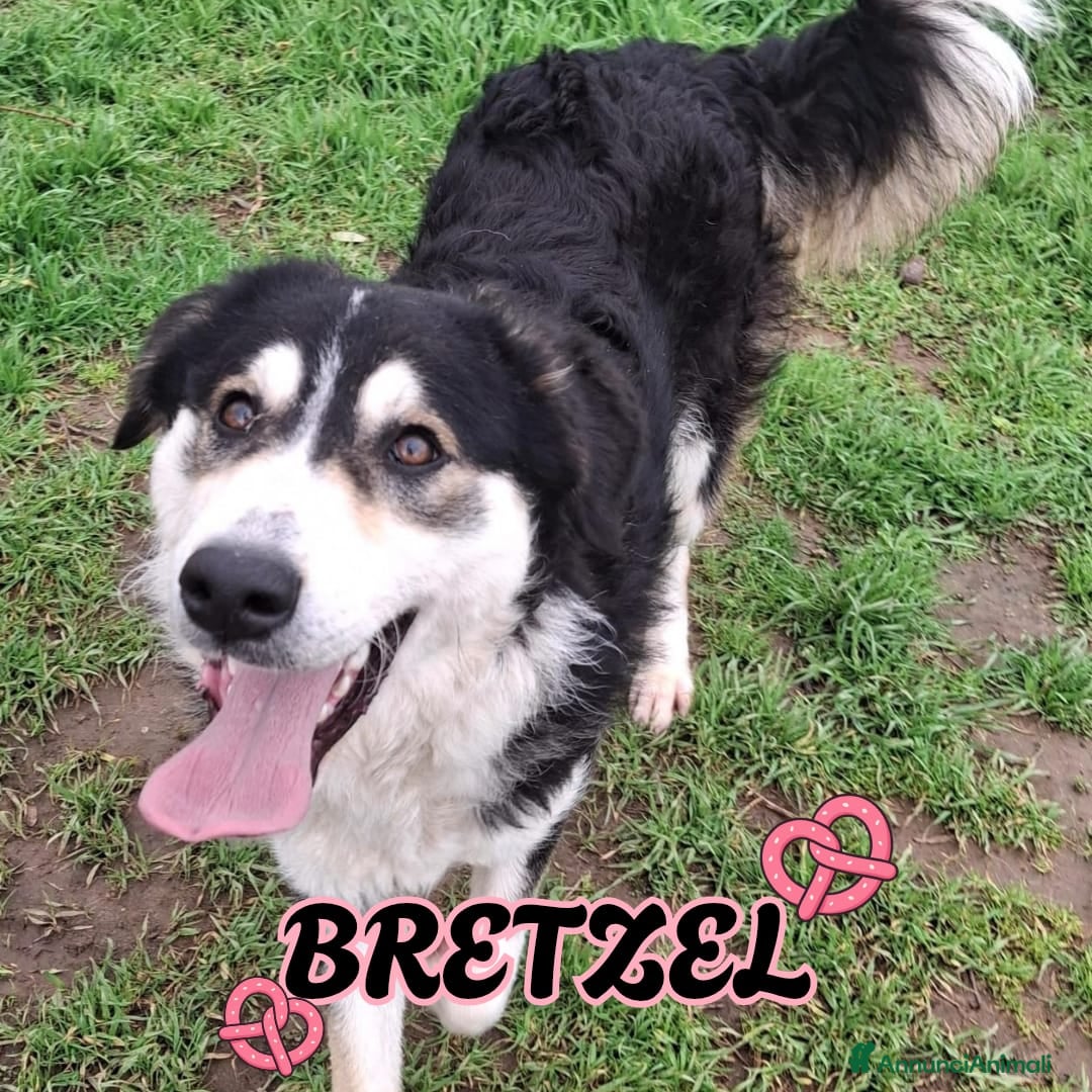 Meticcio cani BRETZEL 🩷 - cucciola rimasta sola.Chiami per lei? - Annuncio 2