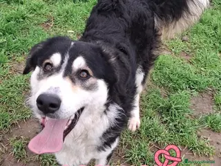 Meticcio cani BRETZEL 🩷 - cucciola rimasta sola.Chiami per lei? - Annuncio 2