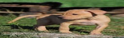 Pitbull cani in vendita: Cuccioli Pit Bull con Pedigree anche a rate - Annuncio 14
