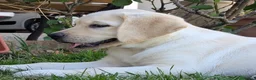 Labrador cani in vendita: Cucciole Labrador miele a Provincia di Ancona - Annuncio 7