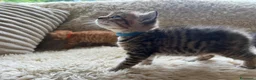 Maine Coon gatti in vendita: Adorabili Gattini F/M - Annuncio 9