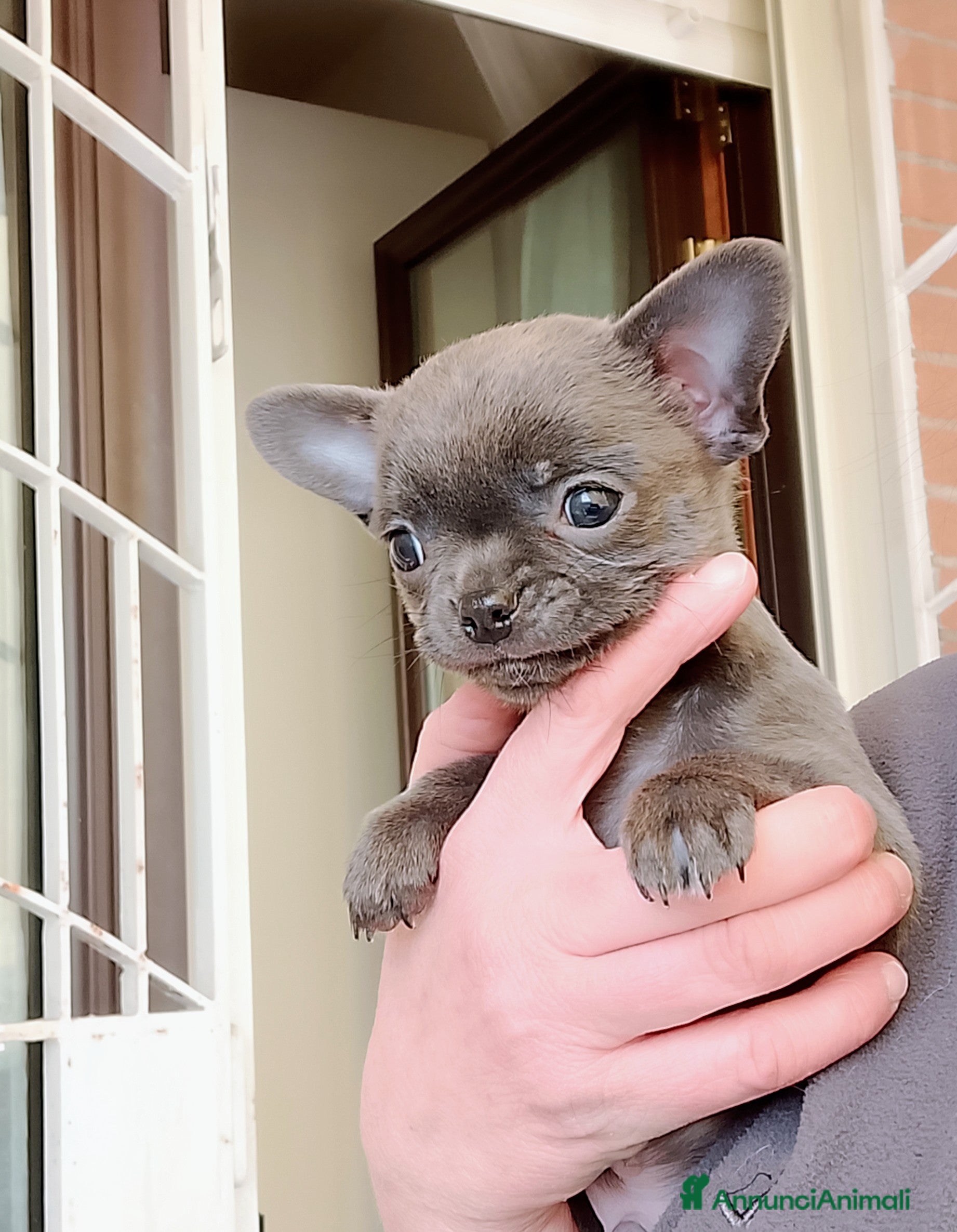 Chihuahua cani Chihuahua pedigree ENCI  - Annuncio 6