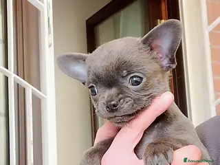 Chihuahua cani Chihuahua pedigree ENCI - Annuncio 6