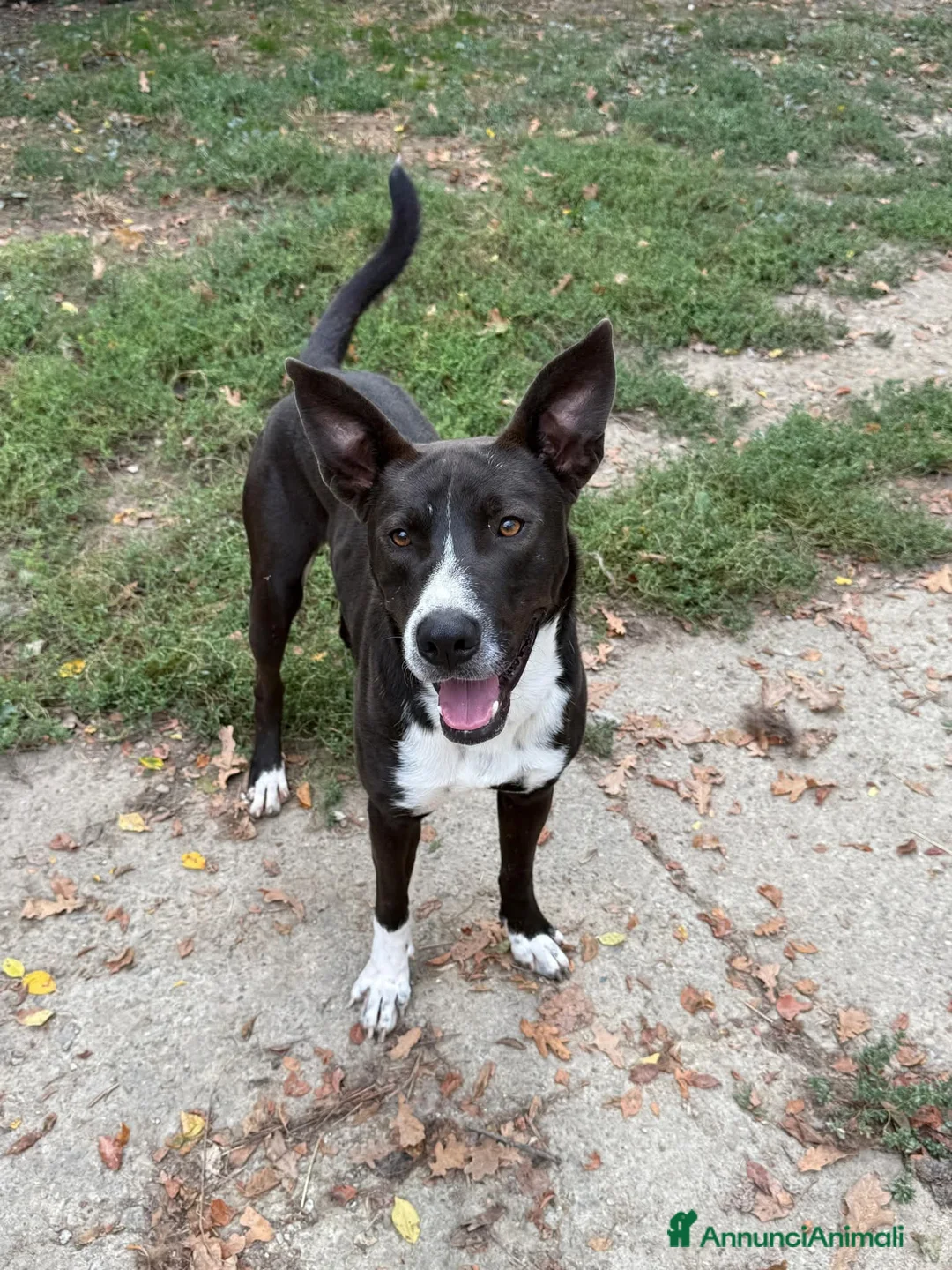 Meticcio cani in regalo: Pepe, taglia media!  - Annuncio 2