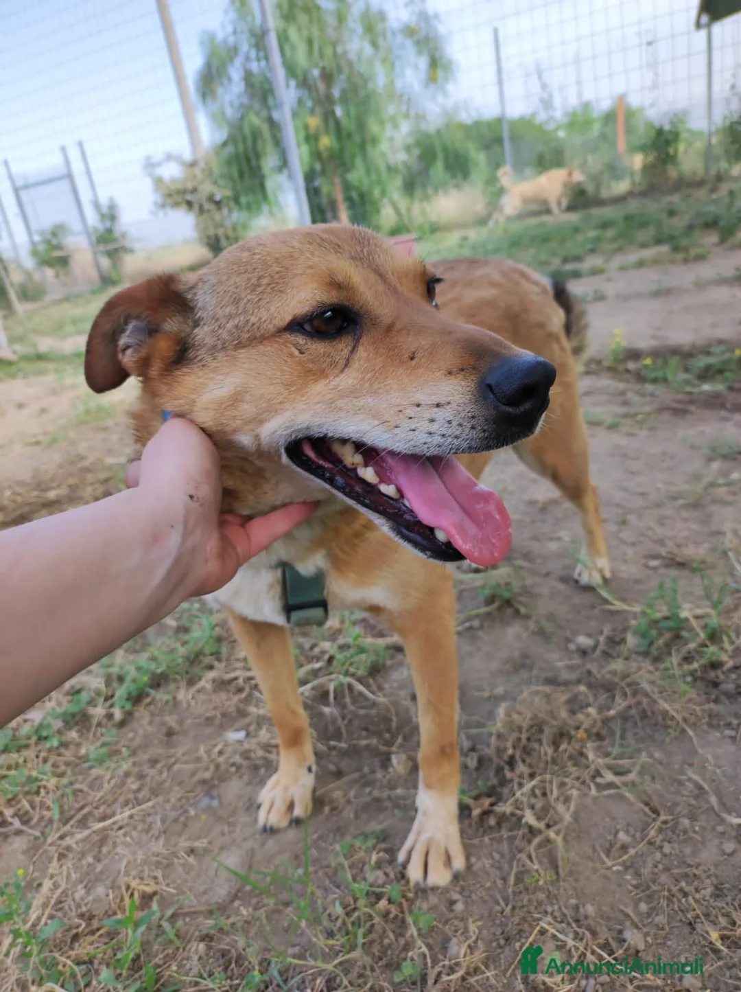 Meticcio cani in regalo: BRUNO 5anni ne ha passate tante ..SOS NAPOLI a Città metropolitana di Milano - Annuncio 2