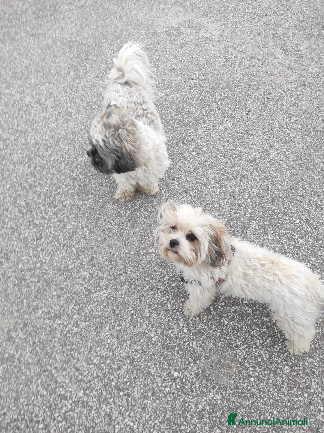 Shih Tzu cani in vendita: Coppia di Shitzu di un anno e mezzo  - Annuncio 1