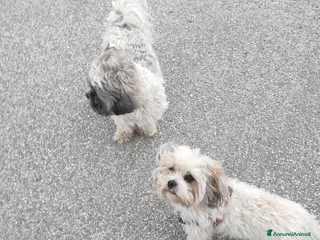 Shih Tzu cani Coppia di Shitzu di un anno e mezzo - Annuncio 7
