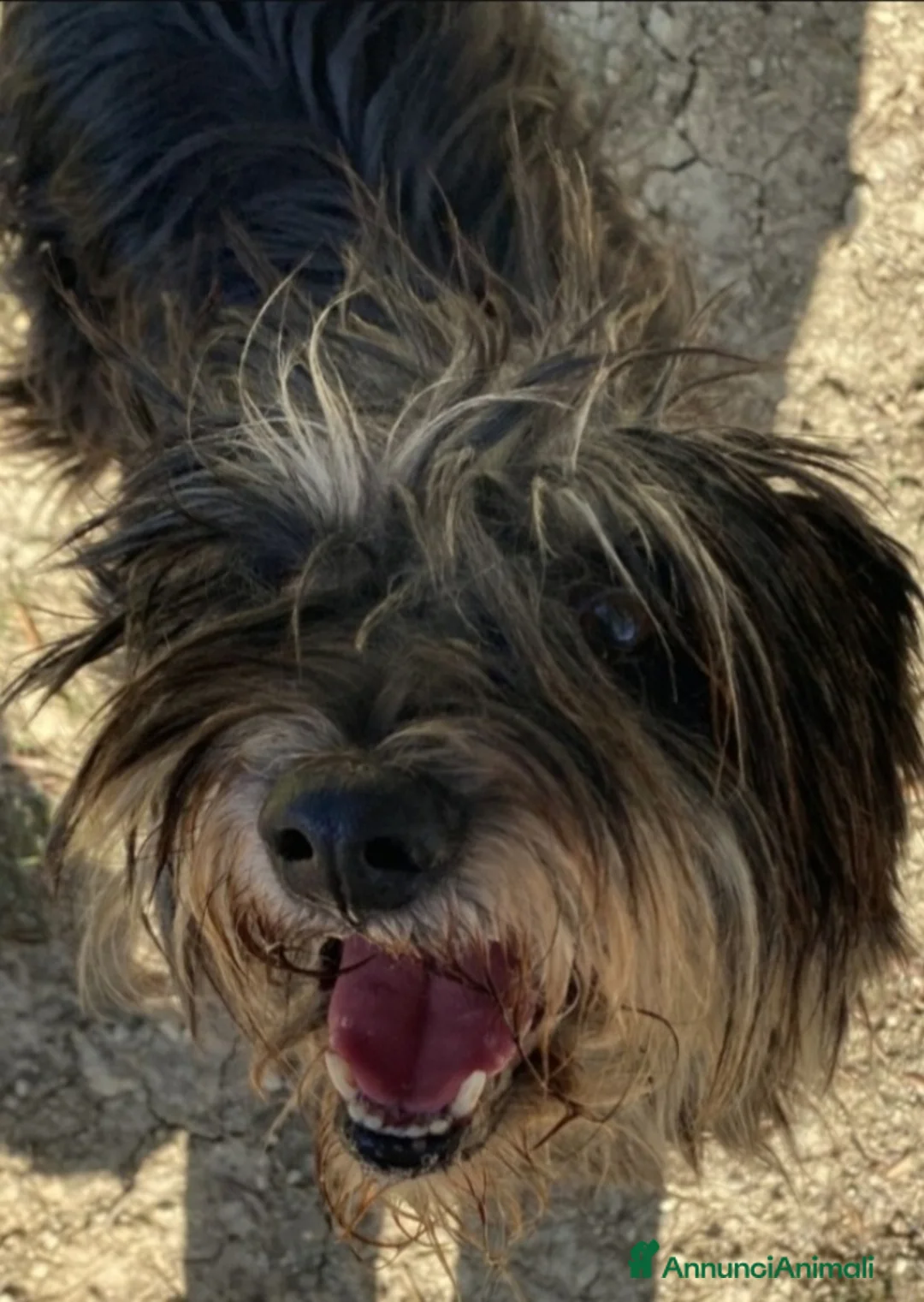 Meticcio cani in regalo: Milo 7anni aspetta casa da tanto..AGRIGENTO a Città metropolitana di Milano - Annuncio 4