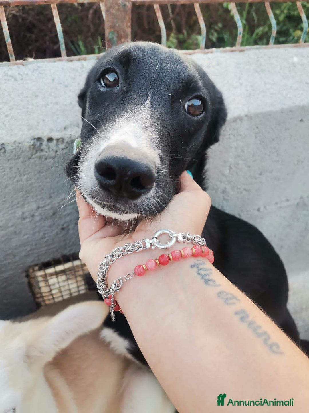 Altre razze cani in regalo: RAYAN - Annuncio 3