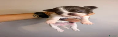 Chihuahua 2