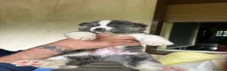 Akita Inu cani in vendita: Akita inu cuccioli  - Annuncio 3